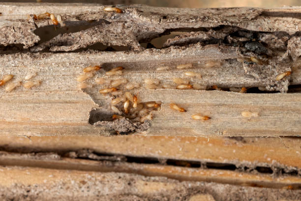 Best Affordable Pest Control Services  in Lmdale, PA